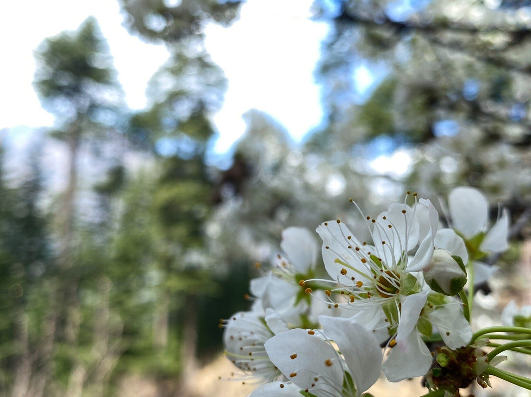 The Sonaugi Homestead主图