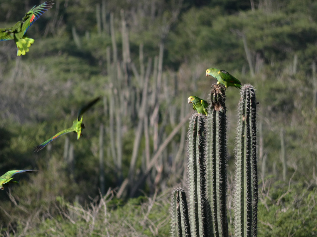 Echo Parrots and People-Rincon必去景点