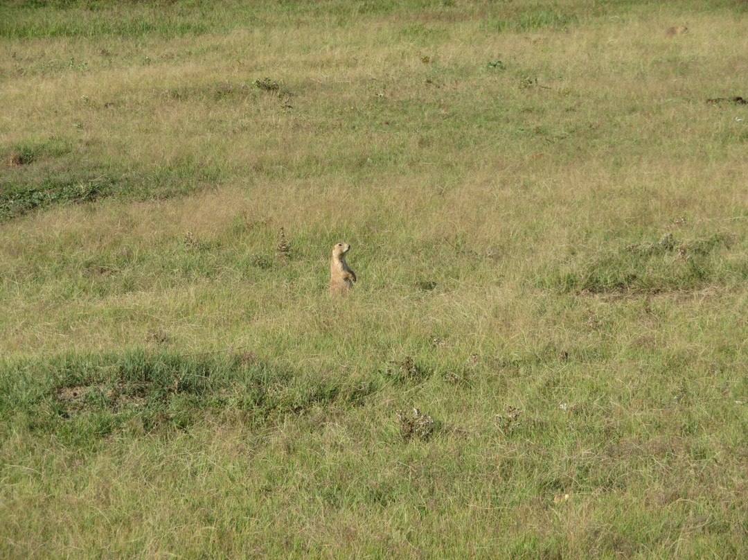 Rankin Ridge Nature Trail-Wind Cave National Park必去景点