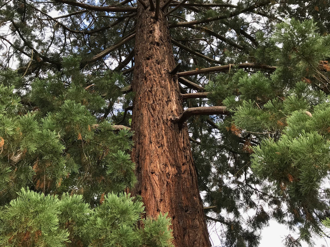 Deloraine Apex Train Park-德洛兰恩必去景点