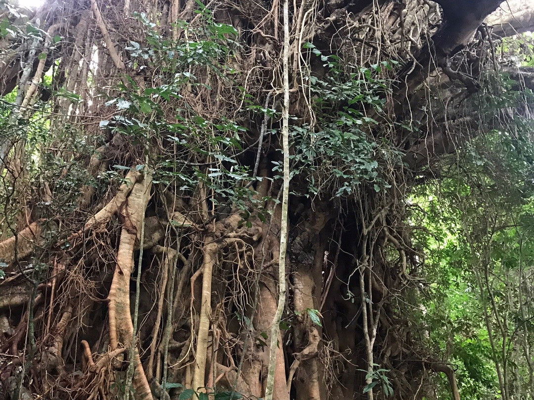 Lake Eacham Crater Lakes National Park-Lake Eacham必去景点
