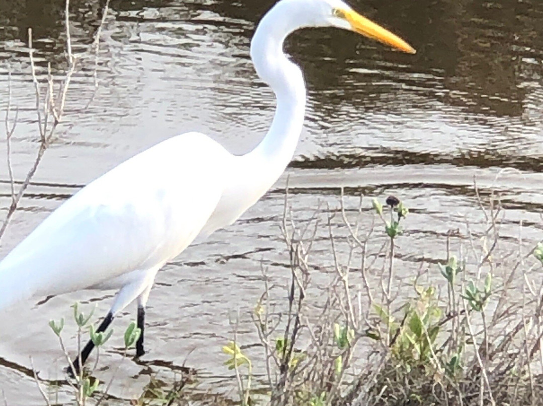 Laguna Madre Nature Trail景点图片