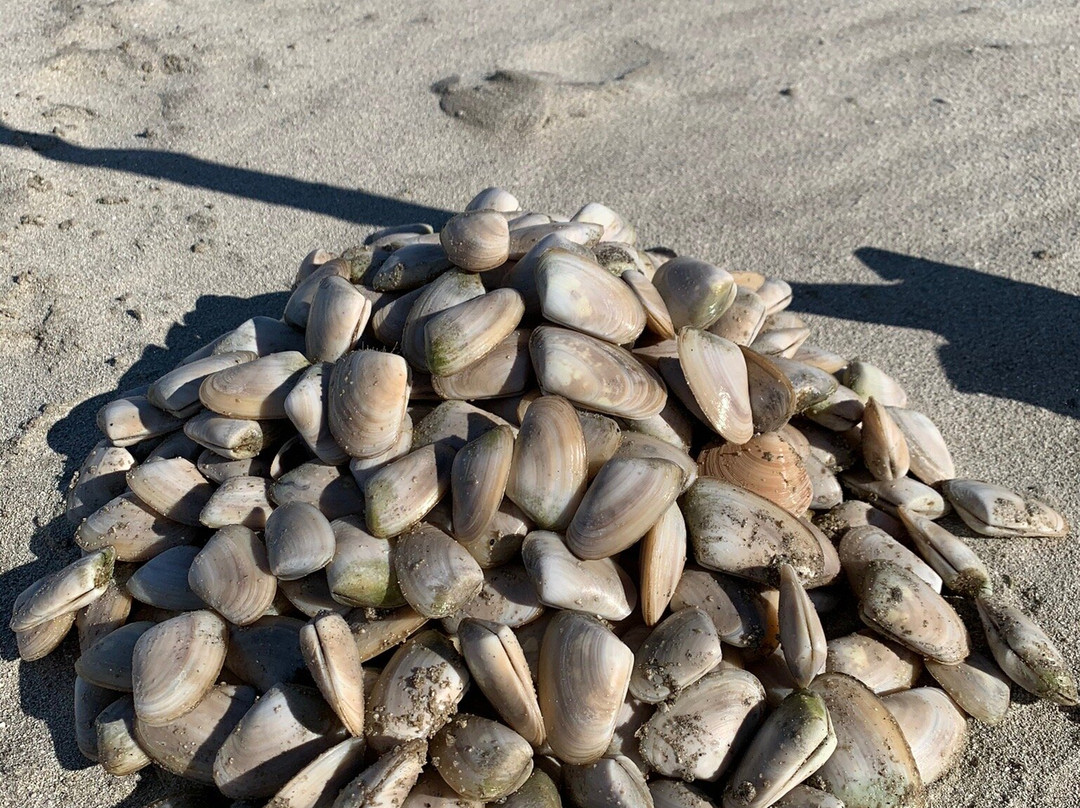 Thornton Beach Holiday Park主图