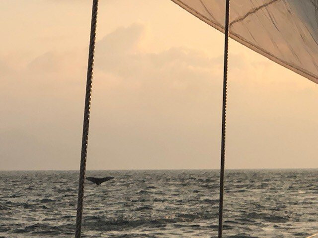 Serendipity Charters-Sailing Costa Rica景点图片
