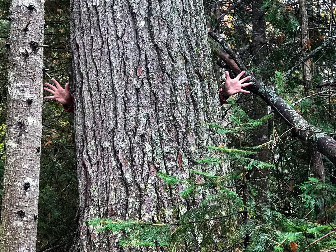 Estivant Pines Nature Sanctuary景点图片