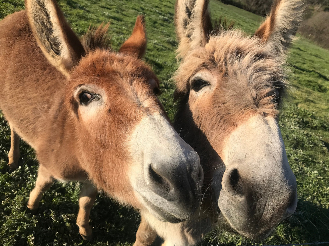 Markdale Farmstay主图