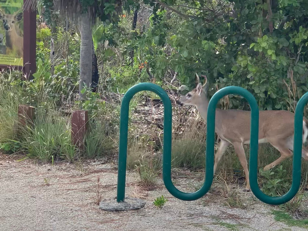 National Key Deer Refuge-Big Pine Key必去景点