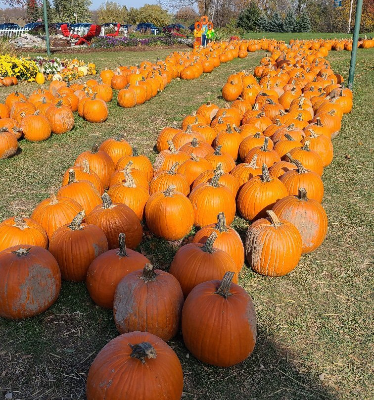 Polly's Pumpkin Patch-Chilton必去景点