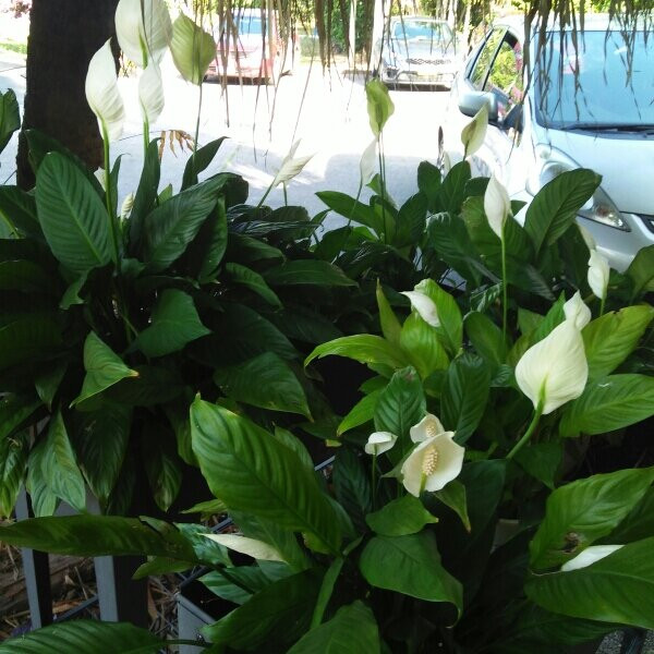 South Mission Beach旅游攻略图片