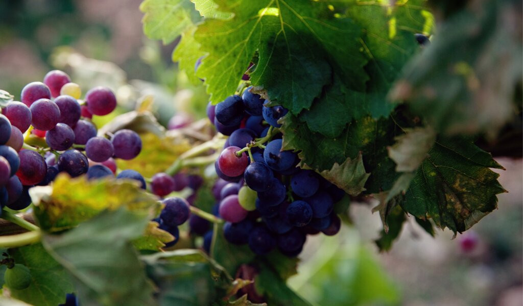 Domaine Les Patys-Bedoin必去景点