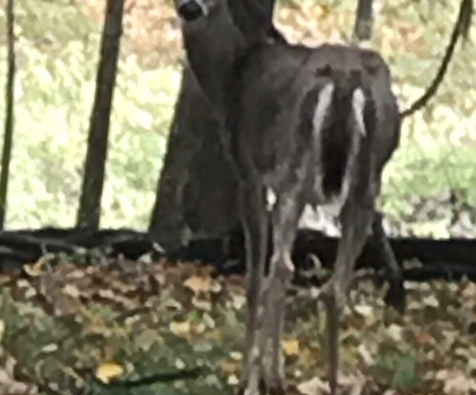 Old Abe State Trail-奇珀瓦福尔斯必去景点