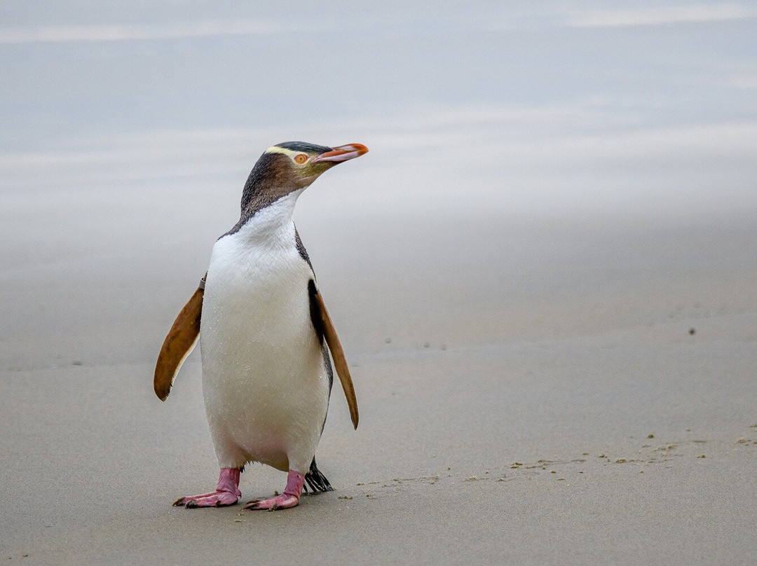 Excursions guidées à Dunedin, atelier photo et séjours thématiques en NZ-但尼丁必去景点