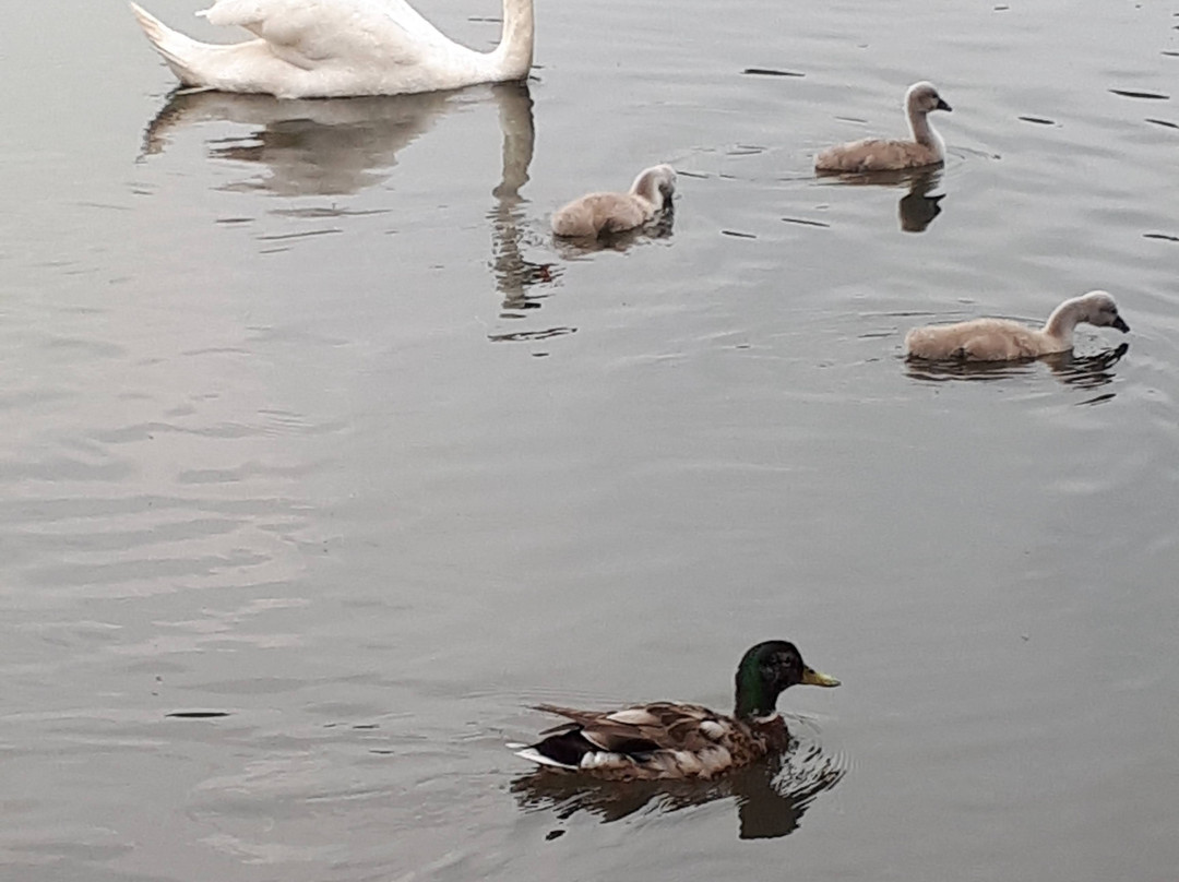 Chorlton Water Park景点图片