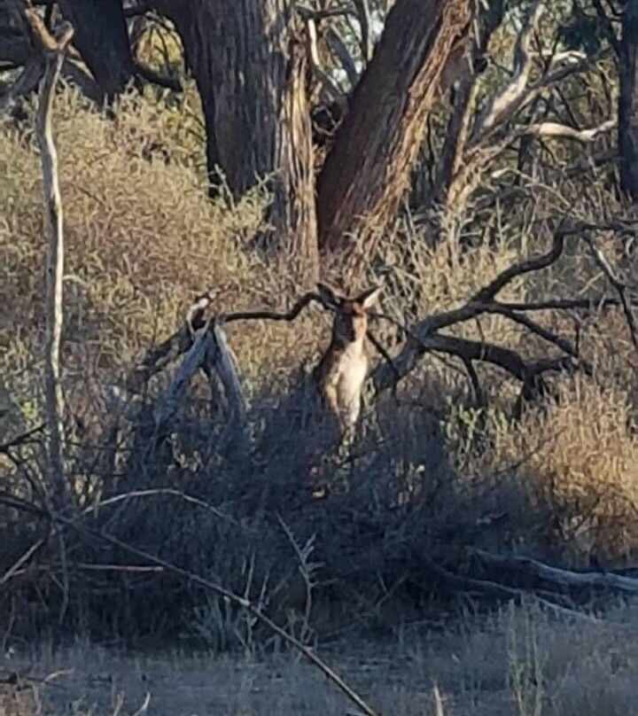 Hattah Lakes Nature Discovery Trail-Ouyen必去景点