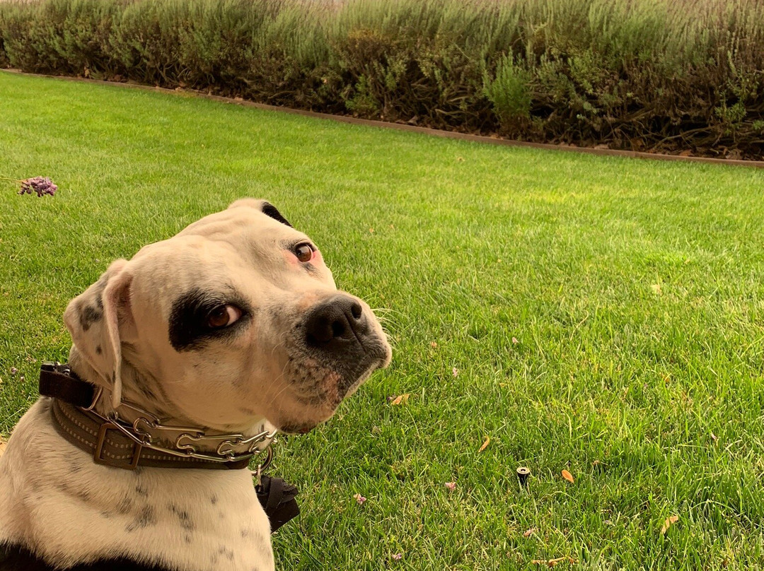 Melville Winery-隆波克必去景点