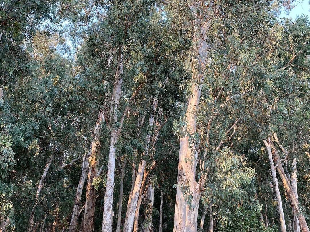 Serrano Creek Community Park景点图片