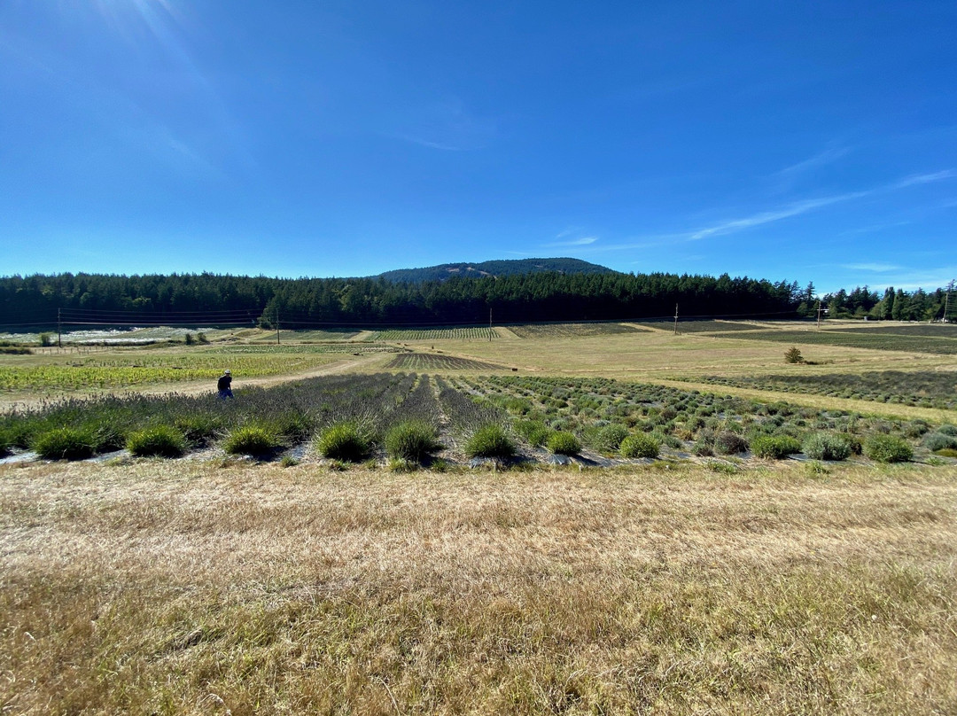 OrcaSong Farm-Eastsound必去景点