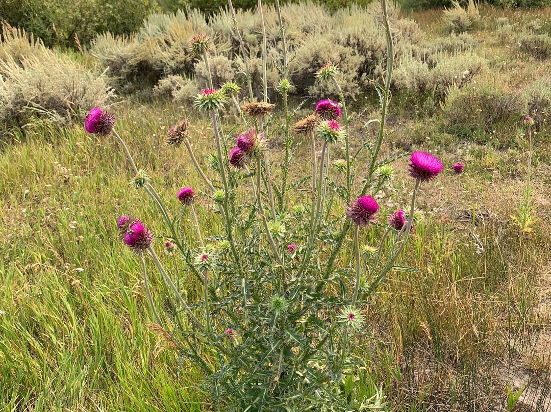 Cunningham Cabin-莫兰必去景点