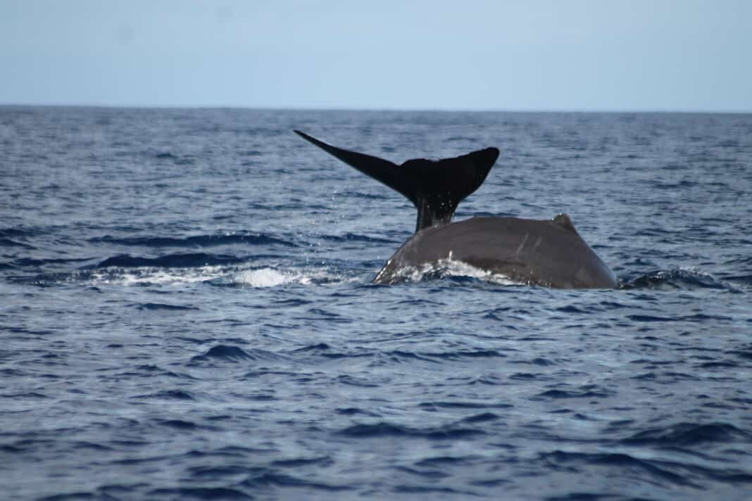 Shelltone Whale Project-Pointe-Noire必去景点