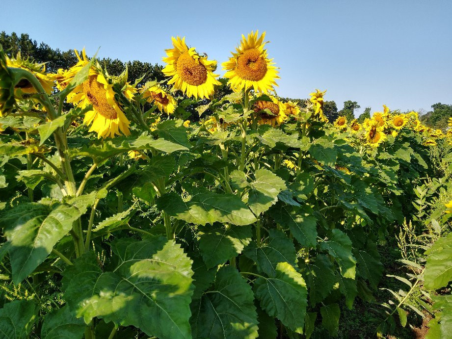 Zimmerman Minnesota Sunflowers景点图片