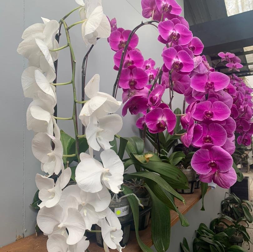 World Of Phalanopsis-Hulu Yam Lama必去景点