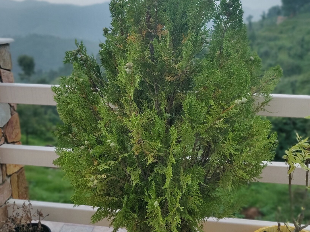 The Golden Peak Hotel主图