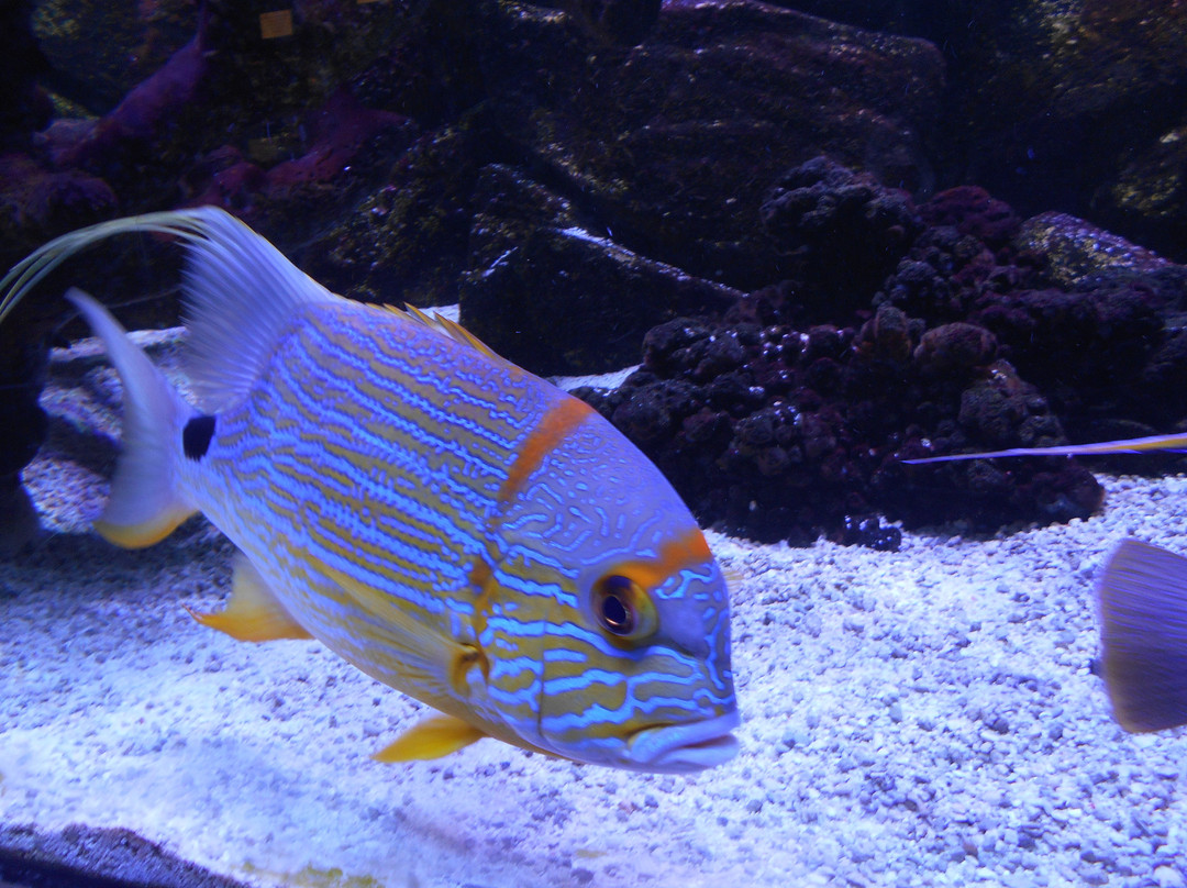 Aquarium de Dunkerque-敦克尔克必去景点