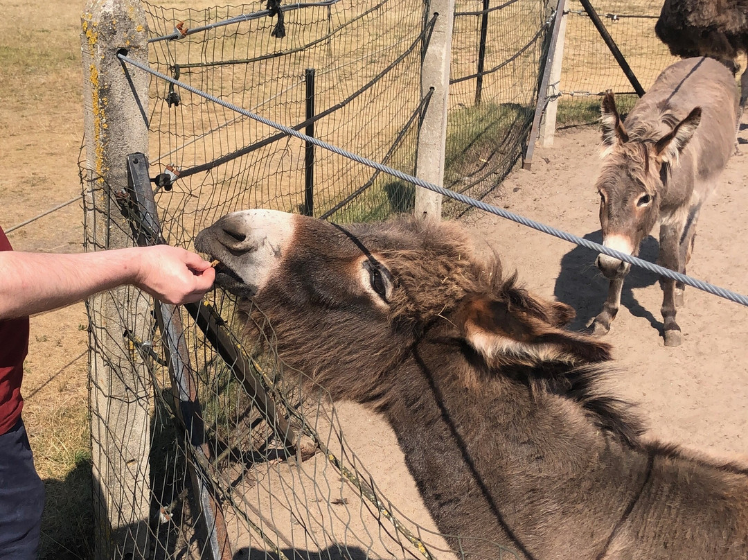 Ostrich Farm Kniewo景点图片