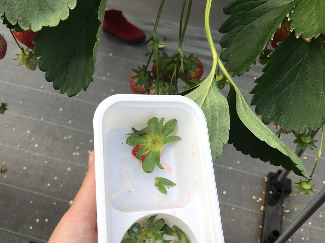 Ema Strawberry Picking Center-伊豆之国市必去景点