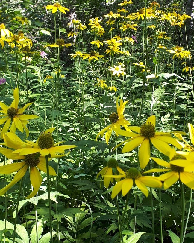 Gorge Creek Trail-Wasagaming必去景点