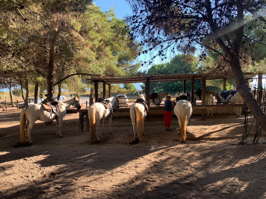 Promenade à Cheval Aresquiers景点图片