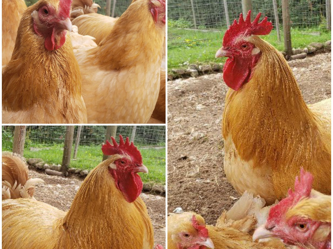 Hamilton Hobby Farm景点图片