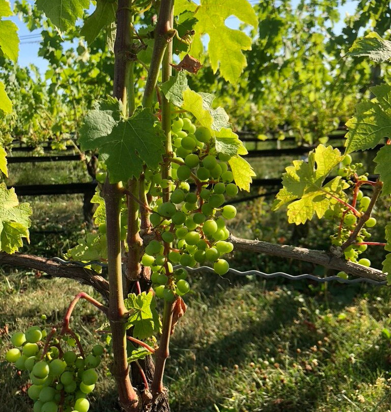Rose Hill Vineyards景点图片