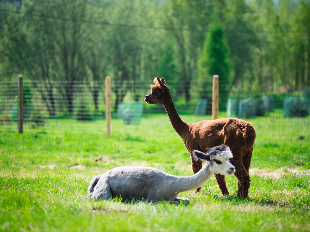 Happy Alpaca-Lachowice必去景点