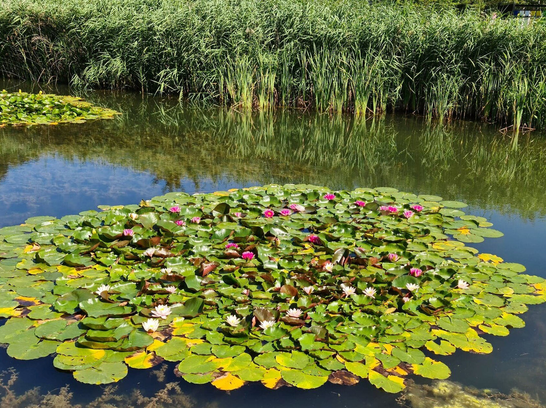 Lac de la Balme景点图片