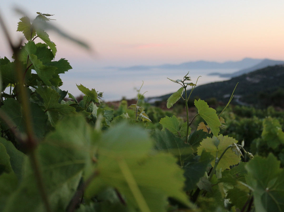 Coutsodontis Winery-Marathokampos必去景点