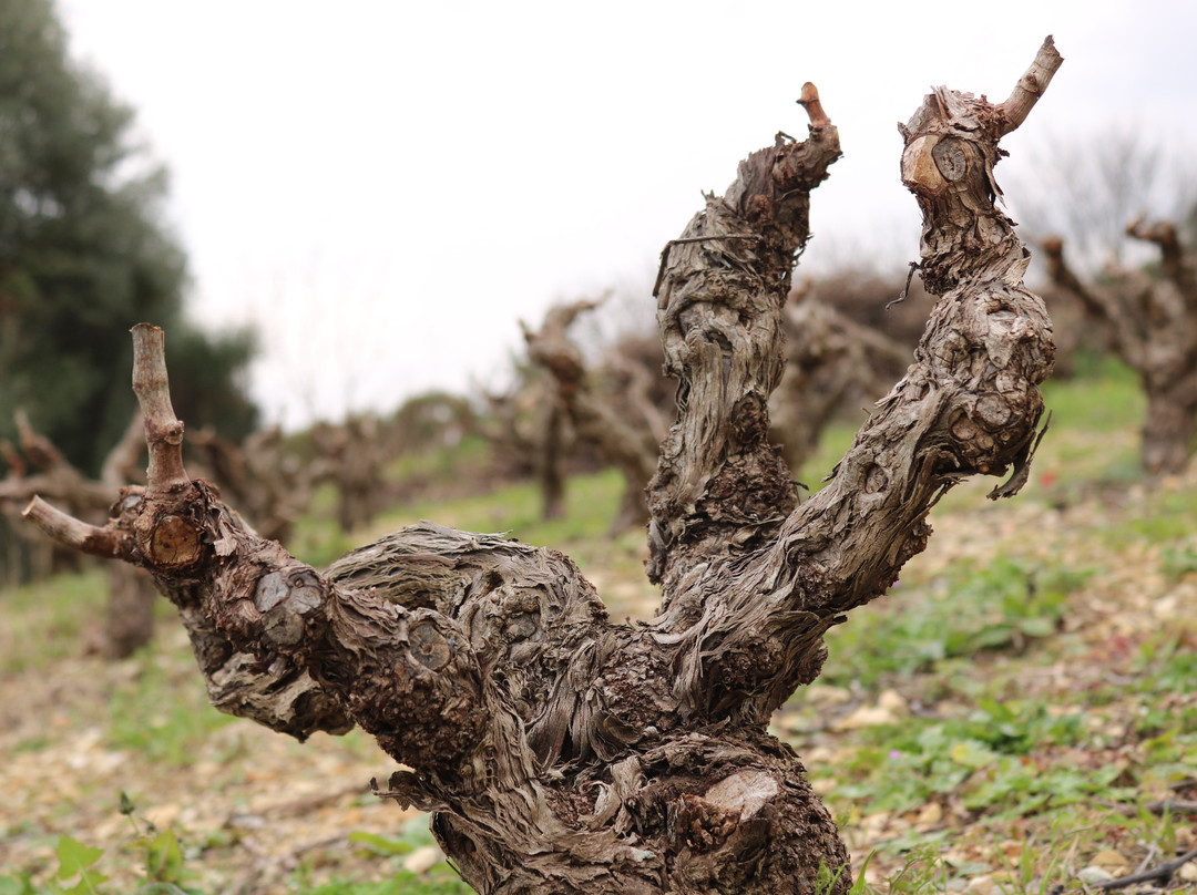 Coutsodontis Winery-Marathokampos必去景点