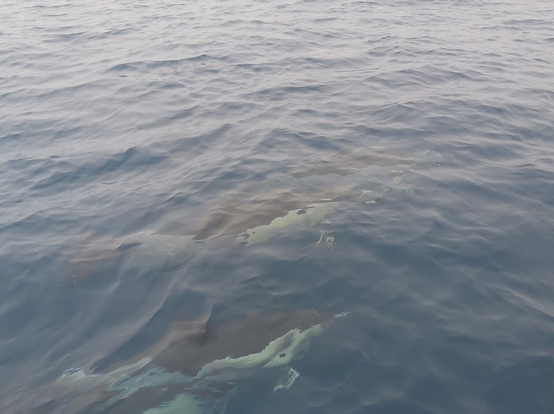 Ludyesfera-塞新布拉必去景点