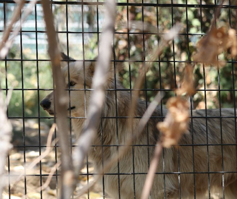 Folsom City Zoo Sanctuary-佛森必去景点