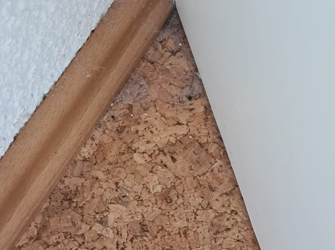 Roter Kater & Graue Katze主图