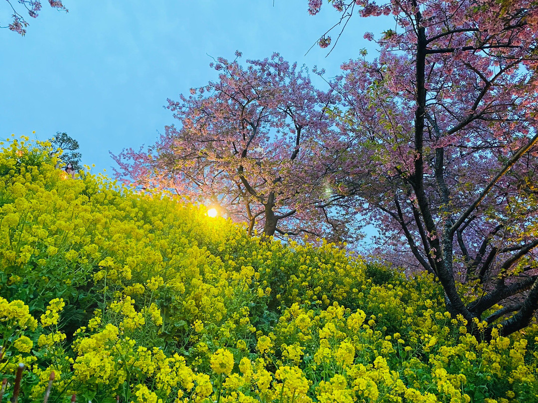 Matsuda Herb Garden-松田町必去景点