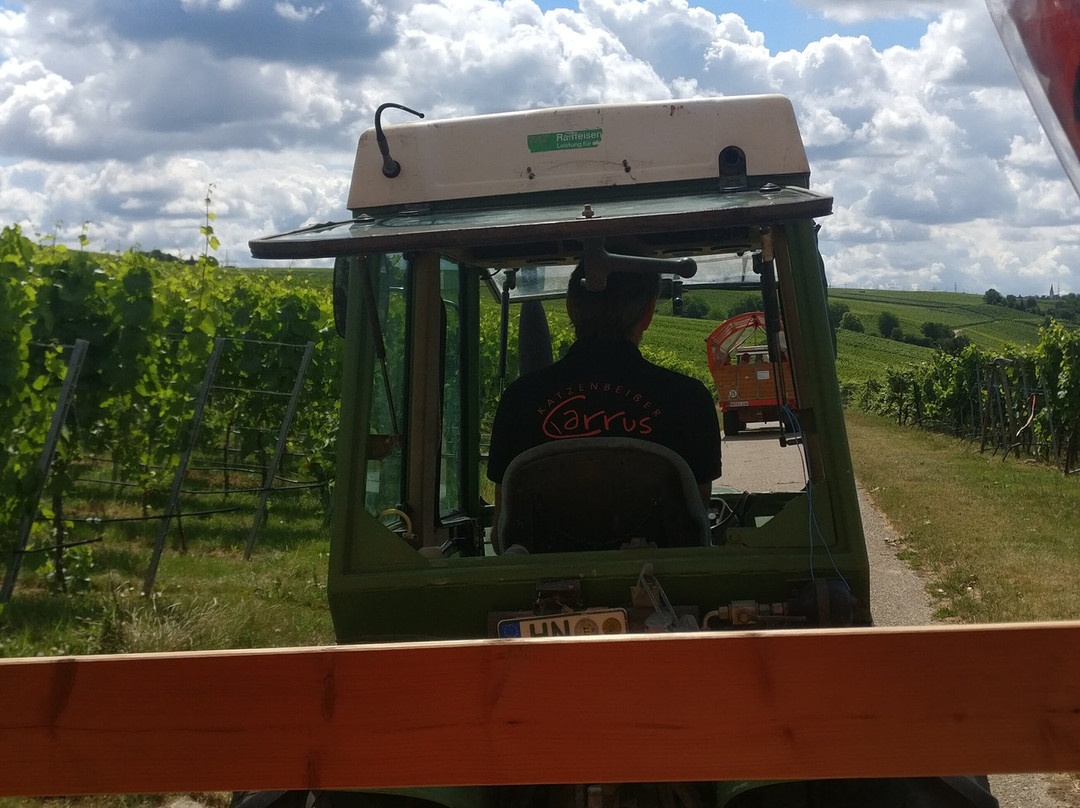 Katzenbeisser Carrus-Lauffen am Neckar必去景点