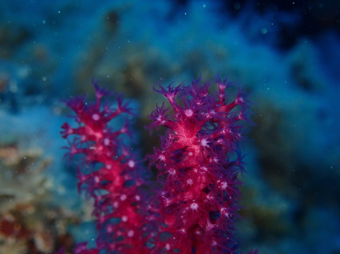 Deep Blue Diving College-Isola del Giglio必去景点