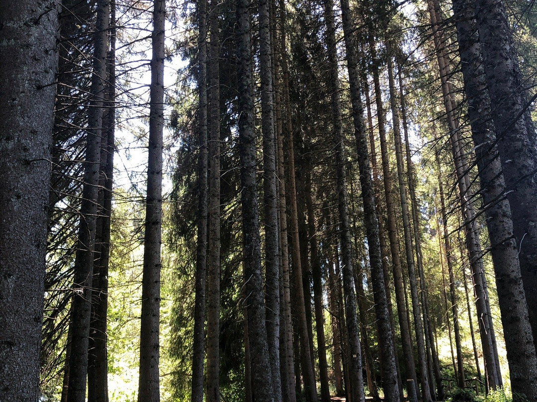Windgfällweiher景点图片