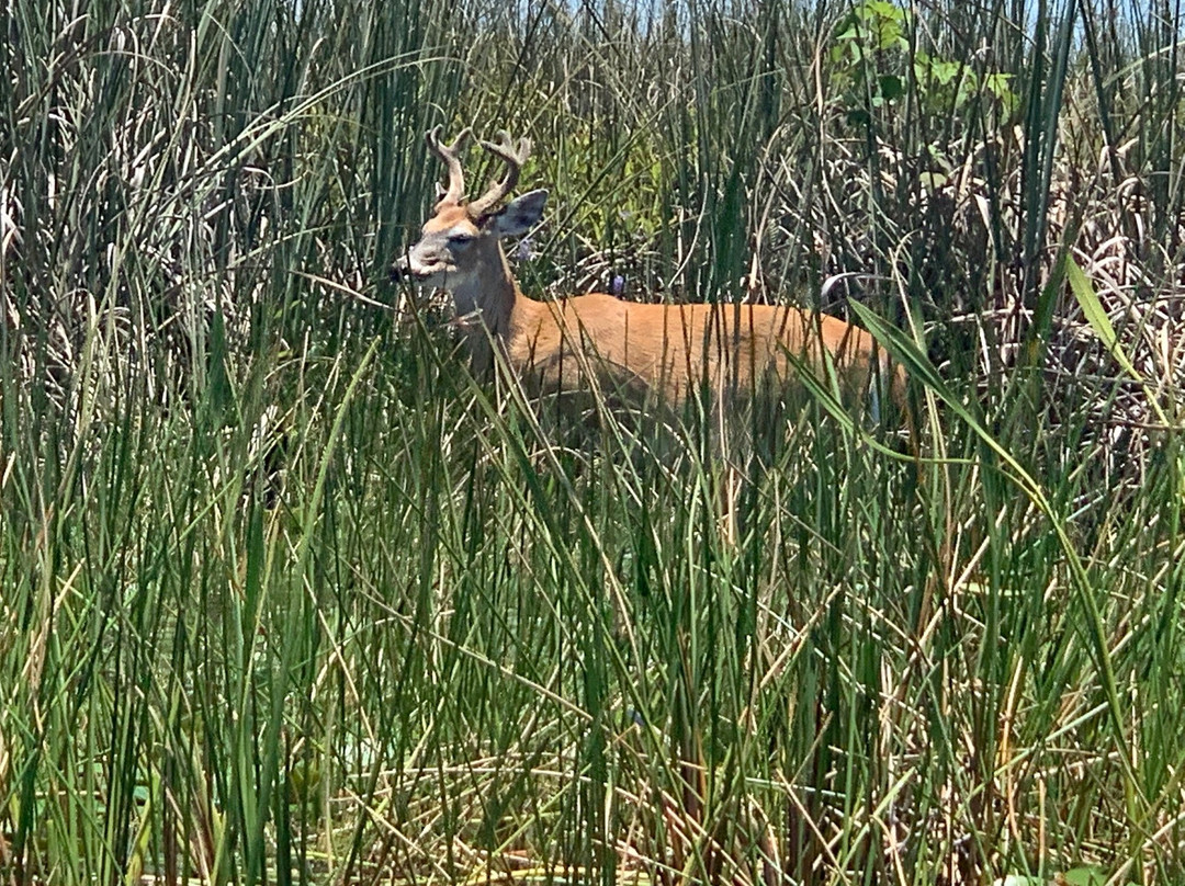 Arthur R. Marshall Loxahatchee National Wildlife Refuge-博因顿海滩必去景点