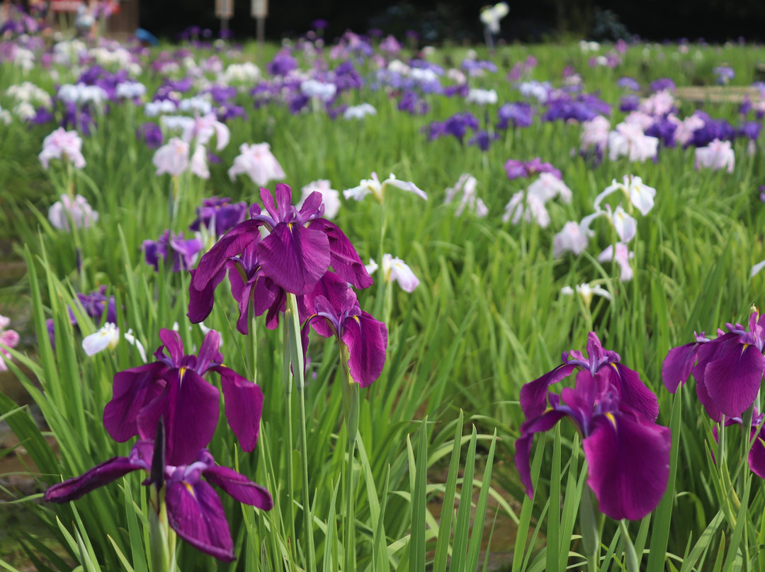 Kitayama Park-东村山市必去景点