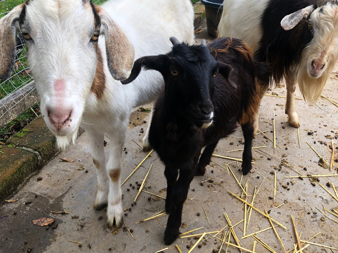 Mira Andes Ecuador-Machachi必去景点