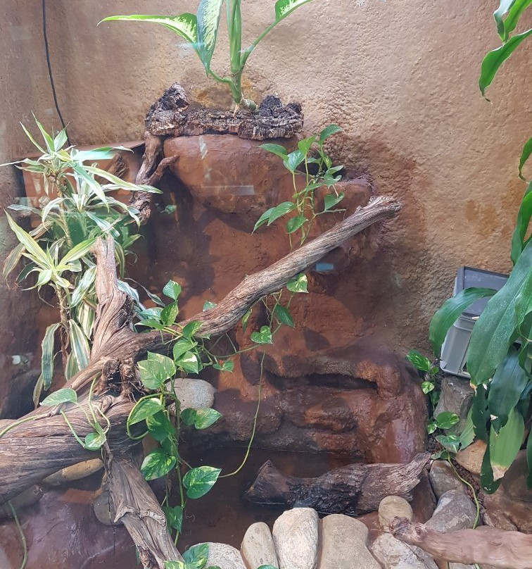 Vivarium Elapsoidea景点图片