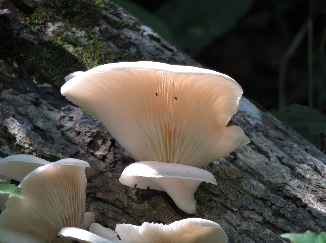 Elachee Nature Science Center