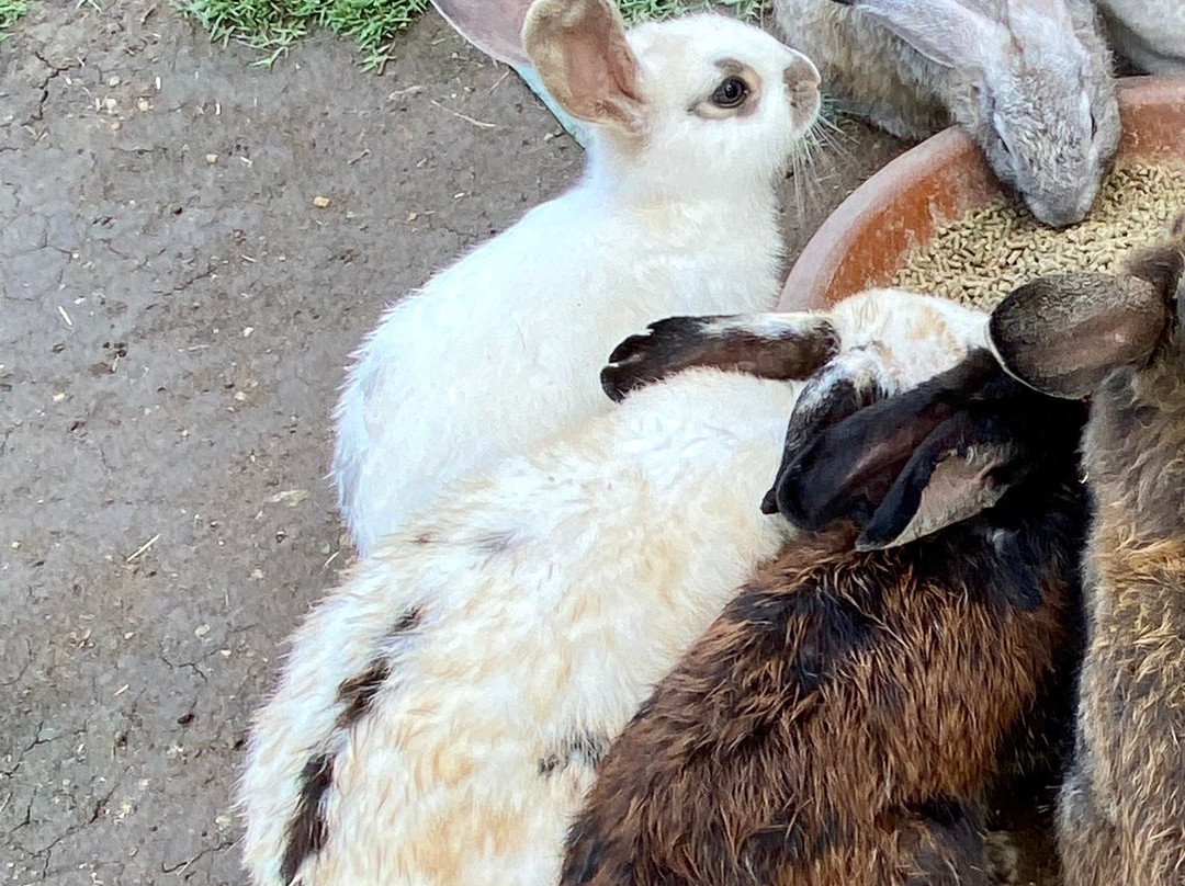 Dubua Cafe-那空猜是必去景点